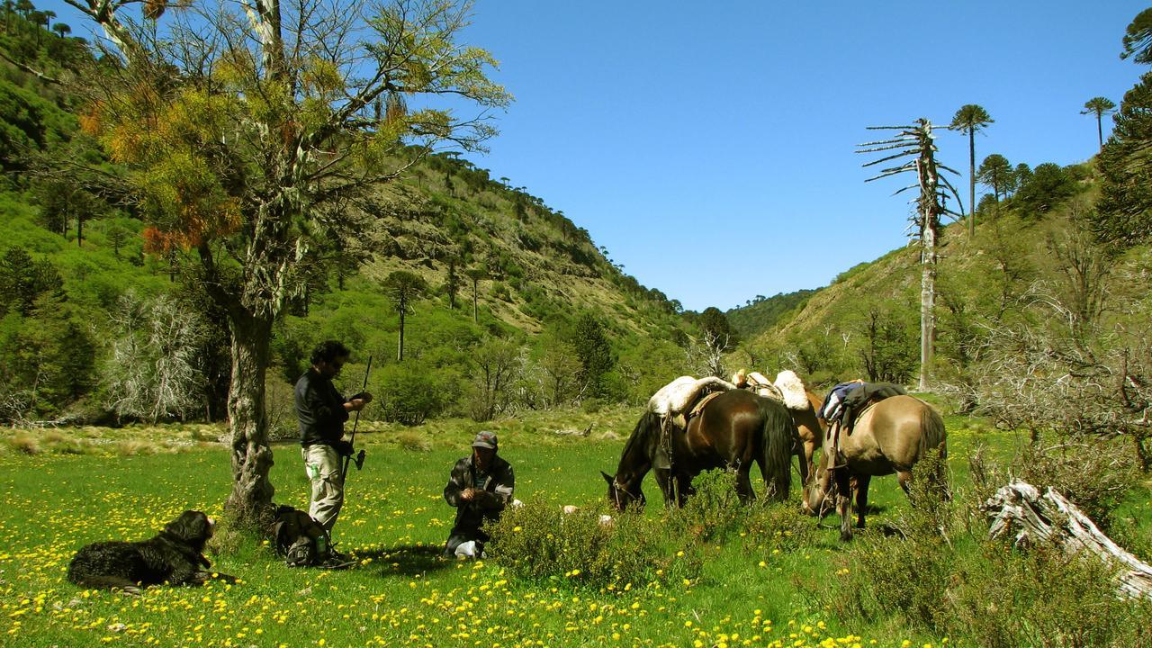 Refugio Raices Lodge Malalcahuello