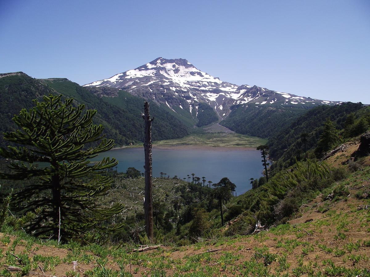 Refugio Raices