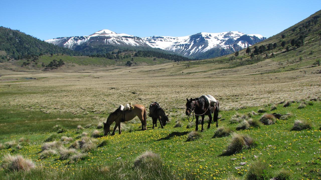 Refugio Raices * Malalcahuello