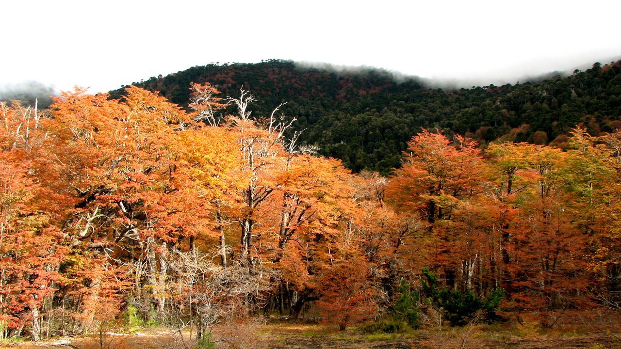 Refugio Raices Alojamento Malalcahuello
